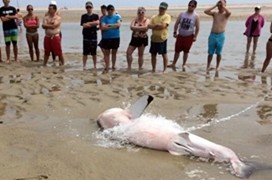 美国大白鲨搁浅，众游客泼水相救